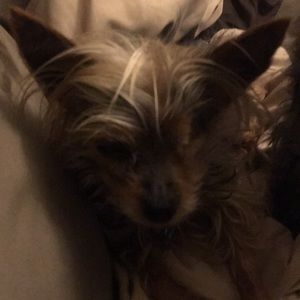 Meet your Posher, Lisa